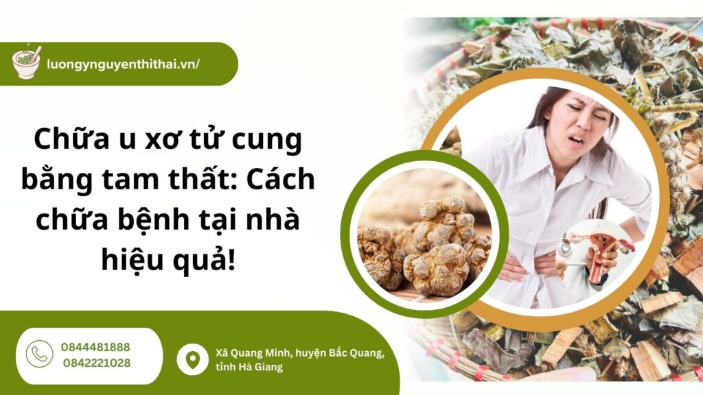 chữa u xơ tử cung bằng tam thất