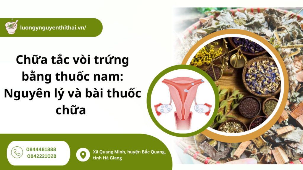chữa tắc vòi trứng bằng thuốc nam