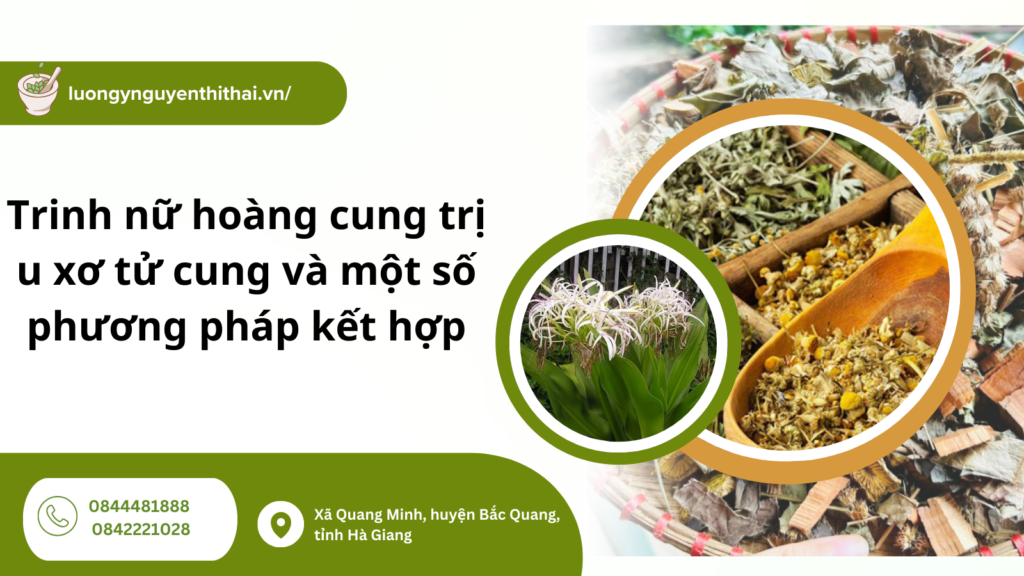 trinh nữ hoàng cung trị u xơ tử cung