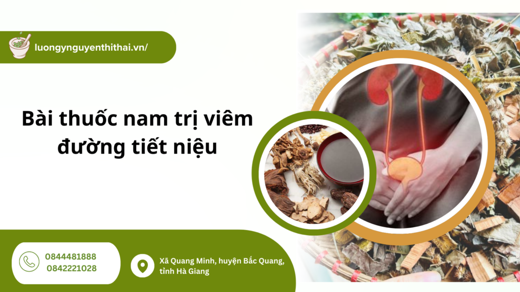 Bài thuốc nam trị viêm đường tiết niệu
