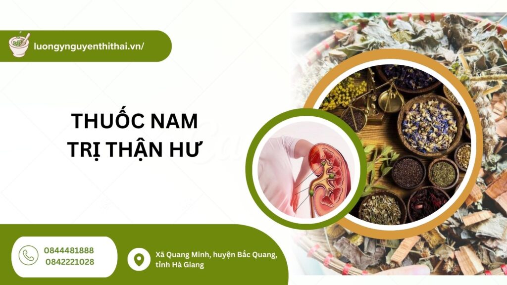 Thuốc nam trị thận hư
