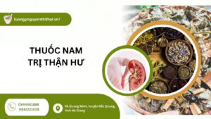 Thuốc nam trị thận hư