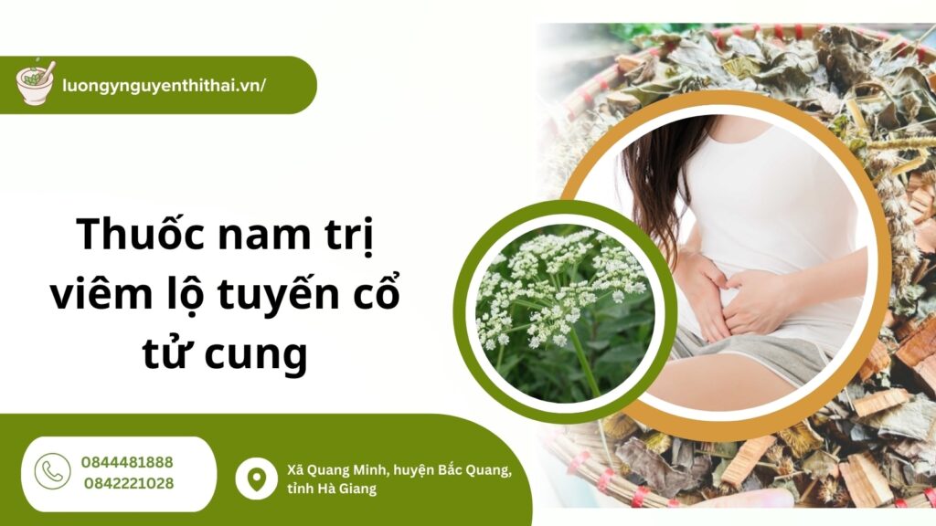 5 bài thuốc nam trị viêm lộ tuyến cổ tử cung tại nhà tốt nhất