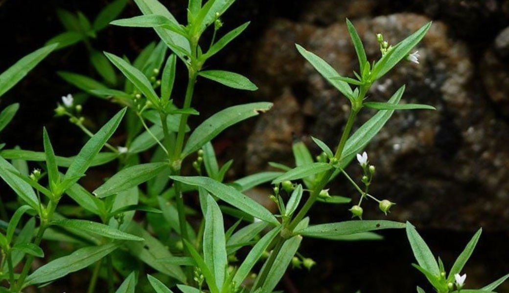 Bạch hoa xà thiệt thảo hữu ích trong việc chữa ung thư gan