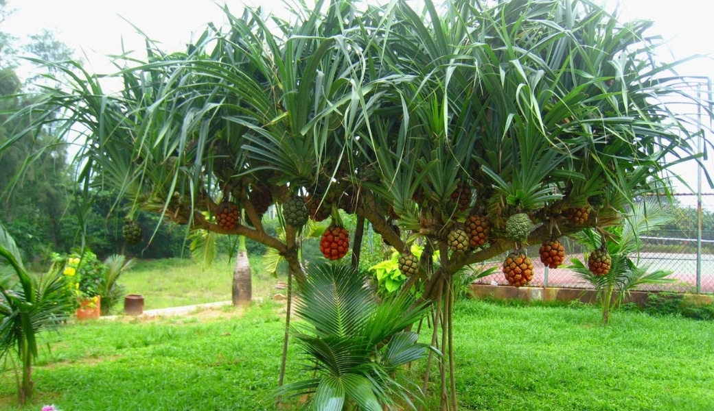Cây thuốc nam chữa bệnh xơ gan bằng thuốc nam từ cây dứa dại vô cùng hiệu quả