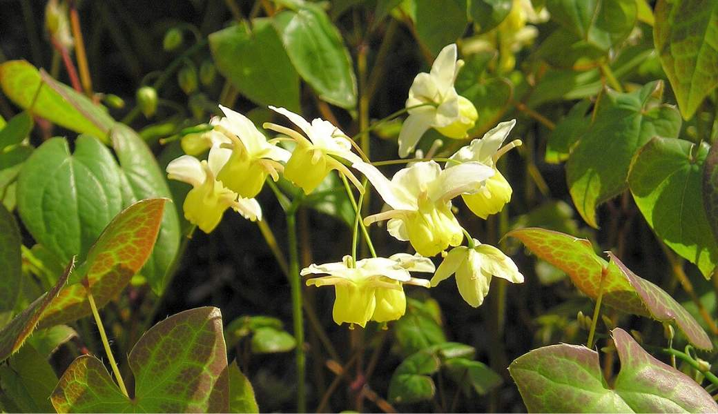 Dâm dương hoắc là một trong những cây thuốc nam tăng cường sinh lý nữ được sử dụng phổ biến