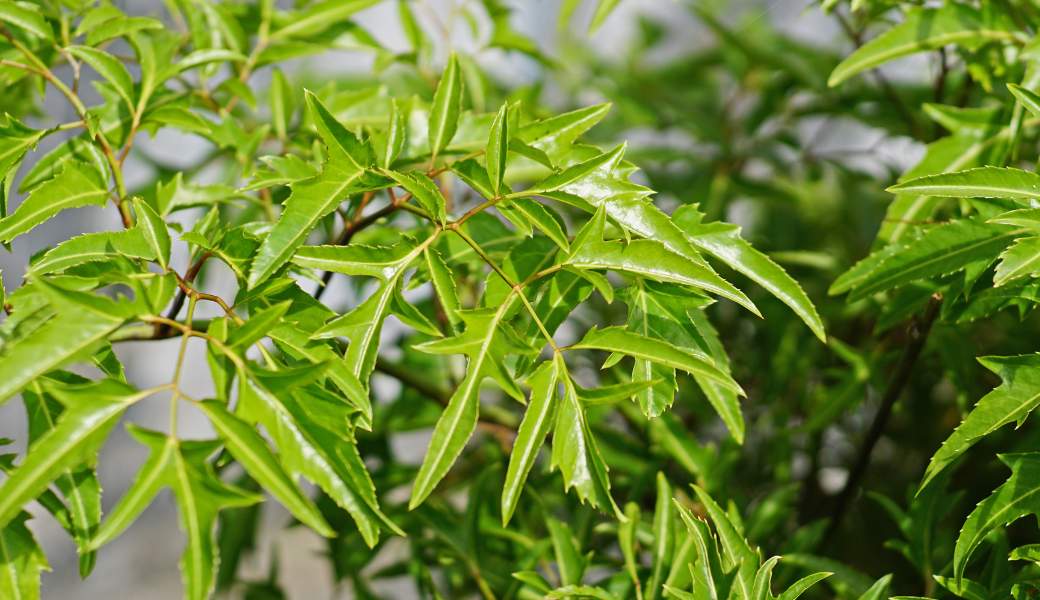Đinh lăng giúp tăng cường lưu thông khí huyết, giảm căng thẳng và hỗ trợ điều trị nâng cao ham muốn
