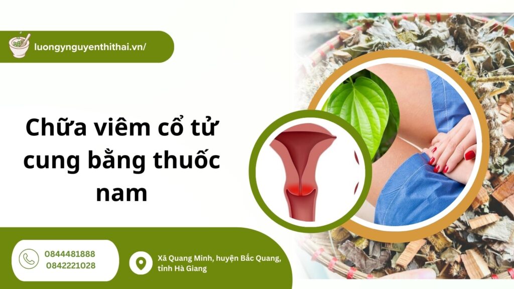 Hướng dẫn cách chữa viêm cổ tử cung bằng thuốc nam đơn giản, hiệu quả