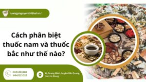 Cách phân biệt thuốc nam và thuốc bắc như thế nào?