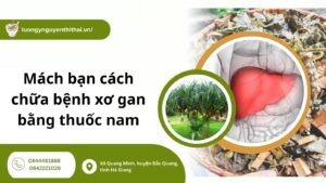 Mách bạn cách chữa bệnh xơ gan bằng thuốc nam