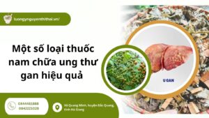 Một số loại thuốc nam chữa ung thư gan hiệu quả nhất hiện nay