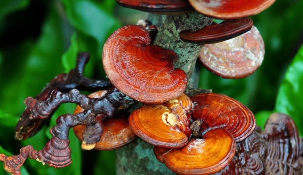 Nấm Linh Chi là một trong những cây thuốc nam chữa ung thư gan an toàn, hiệu quả