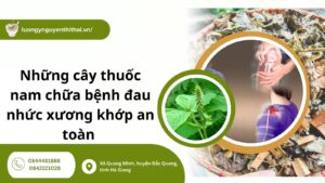 Những cây thuốc nam chữa bệnh đau nhức xương khớp an toàn và hiệu quả