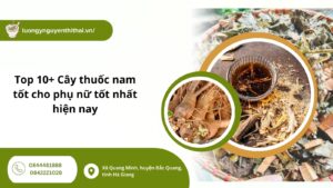 Top 10+ Cây thuốc nam tốt cho phụ nữ tốt nhất hiện nay
