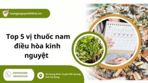 Top 5 vị thuốc nam điều hòa kinh nguyệt an toàn, lành tính cho phái nữ