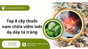 Top 8 cây thuốc nam chữa viêm loét dạ dày tá tràng tốt cho sức khỏe
