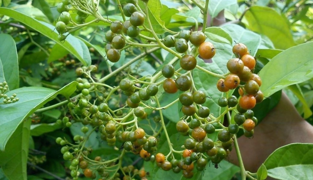 Xạ đen - Một vị thuốc nổi tiếng đã được nghiên cứu chữa ung thư gan