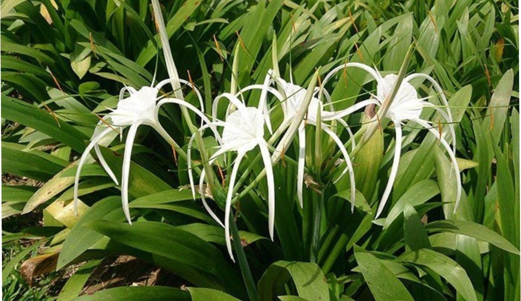 Bài thuốc dân gian chữa đi tiểu nhiều với Trinh nữ hoàng cung