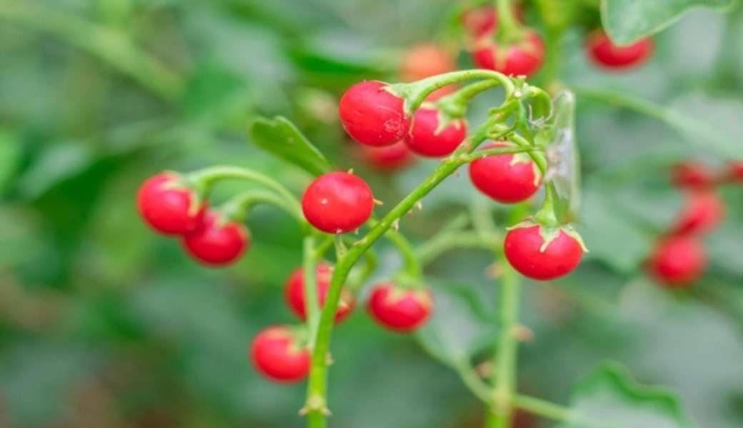 Cà gai leo là cây thuốc nam trị gan nhiễm mỡ hiệu quả