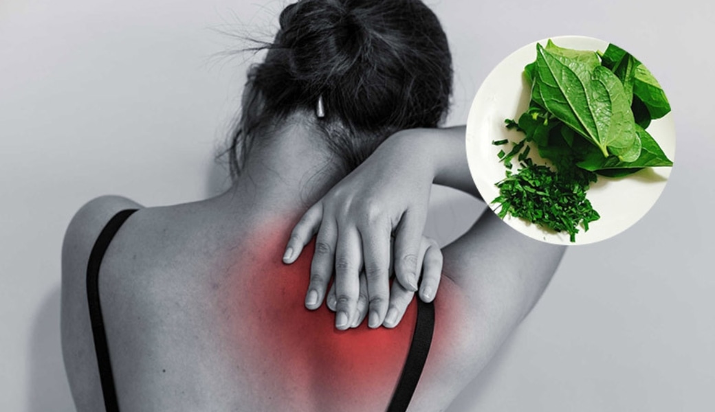 Cách chữa đau vai gáy bằng thuốc nam từ việc chườm lá lốt, làm dịu cơn đau nhanh chóng