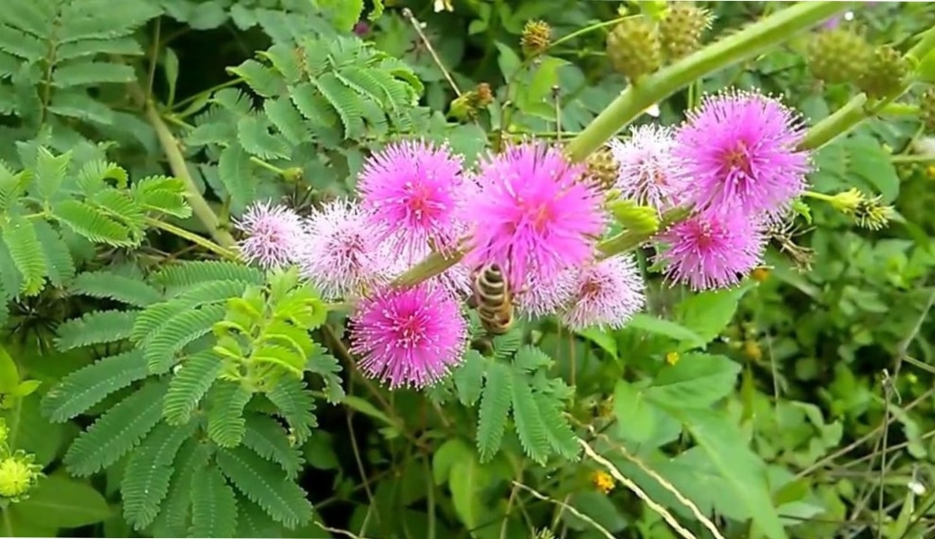 Cây trinh nữ có tính mát, vị ngọt, hỗ trợ giảm đau nhức cực tốt