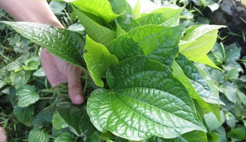 Chữa thoái hóa cột sống bằng lá lốt