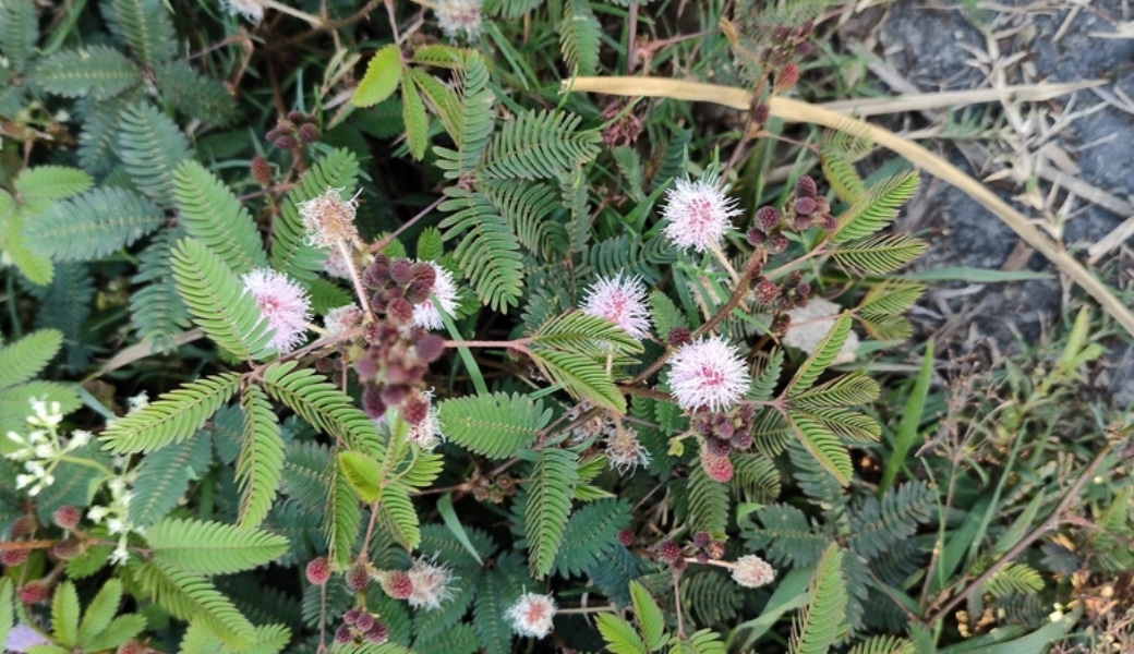 Cỏ trinh nữ được dùng để chữa bệnh xương khớp, kể cả đau vai gáy