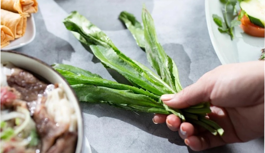 Công dụng trị bệnh của ngò gai đã được kiểm chứng hiệu quả trong dân gian