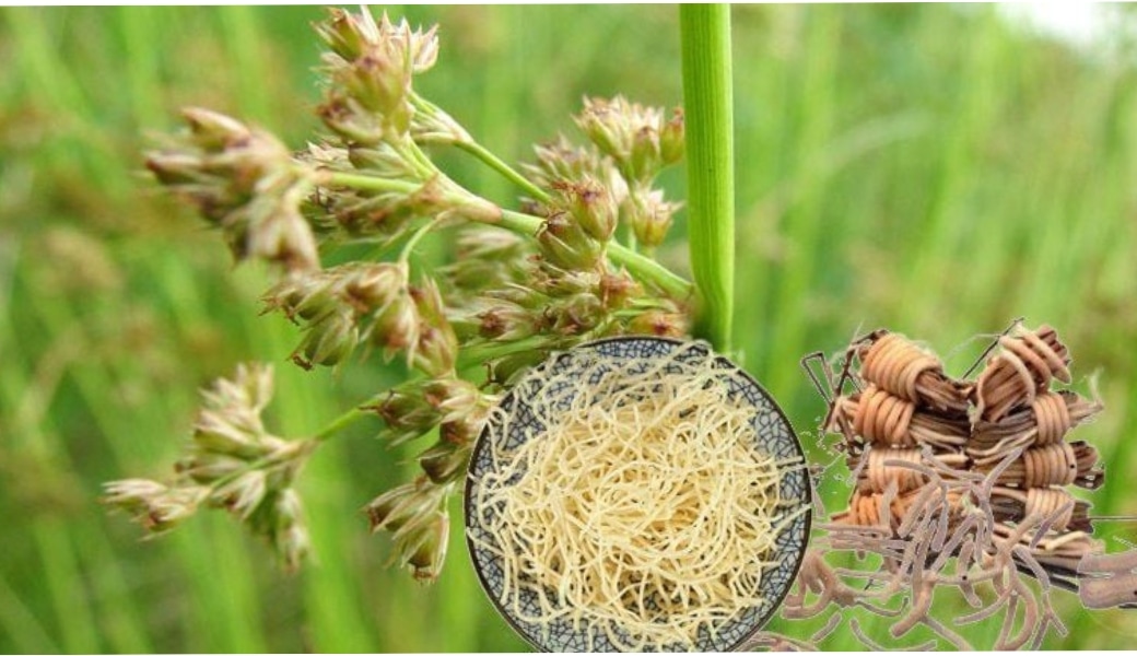 Đăng tâm khô trị tiểu ra máu đơn giản, hiệu quả