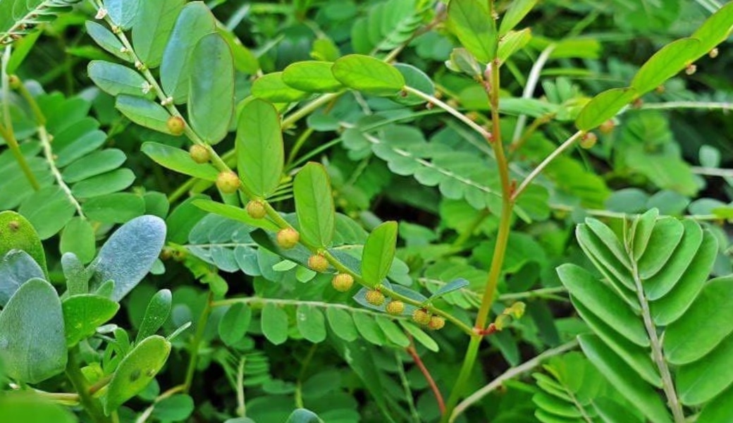 Diệp hạ châu được biết đến với đặc tính chống viêm, hỗ trợ trị gan nhiễm mỡ