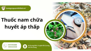 Điều trị bằng các cây thuốc nam chữa huyết áp thấp hiệu quả tại nhà