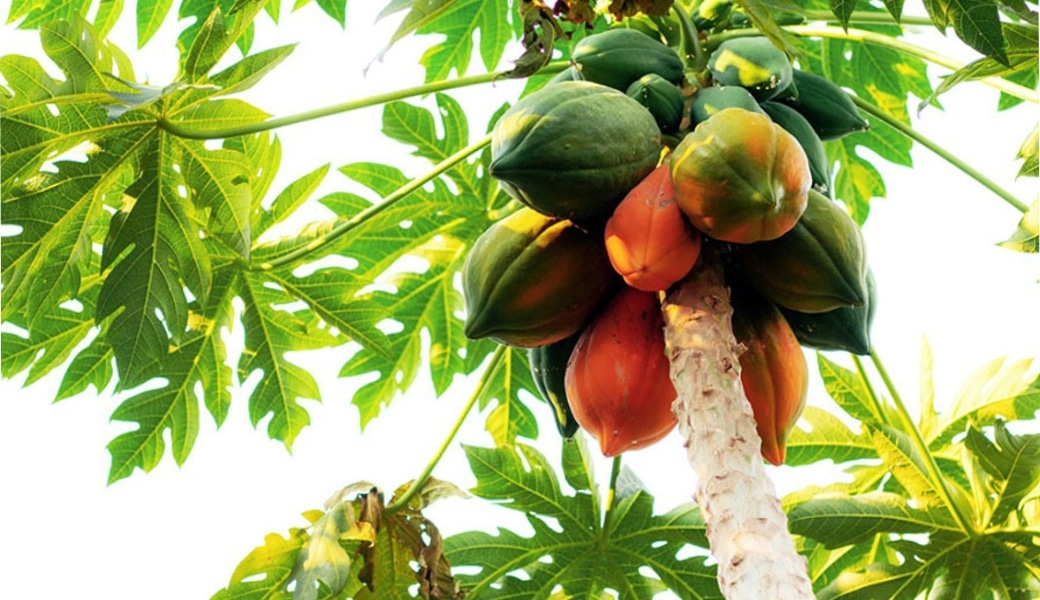 Đu đủ được nhiều người lựa chọn để điều trị sỏi thận