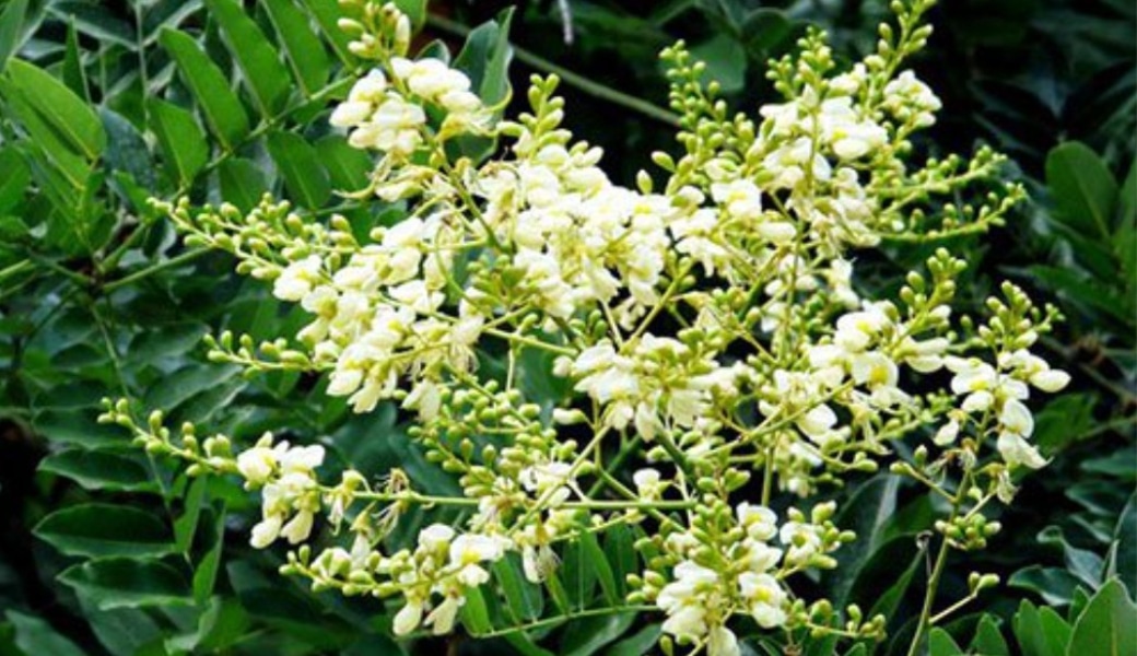 Hoa hòe là một trong những cây thuốc nam chữa suy giãn tĩnh mạch rất hiệu quả