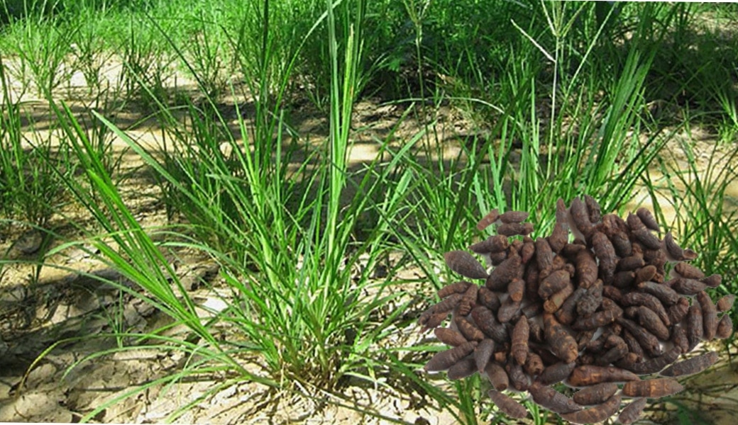 Hương phụ giúp thuyên giảm các biểu hiện của huyết áp thấp