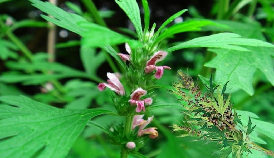 Ích mẫu là một trong những bài thuốc nam chữa huyết áp thấp hiệu quả