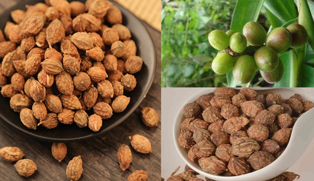 Ích tri nhân dùng để điều trị bệnh hiệu quả