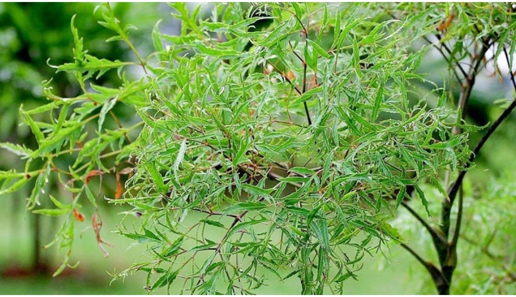 Lá đinh lăng có tác dụng làm giảm nhanh các triệu chứng bệnh huyết áp thấp