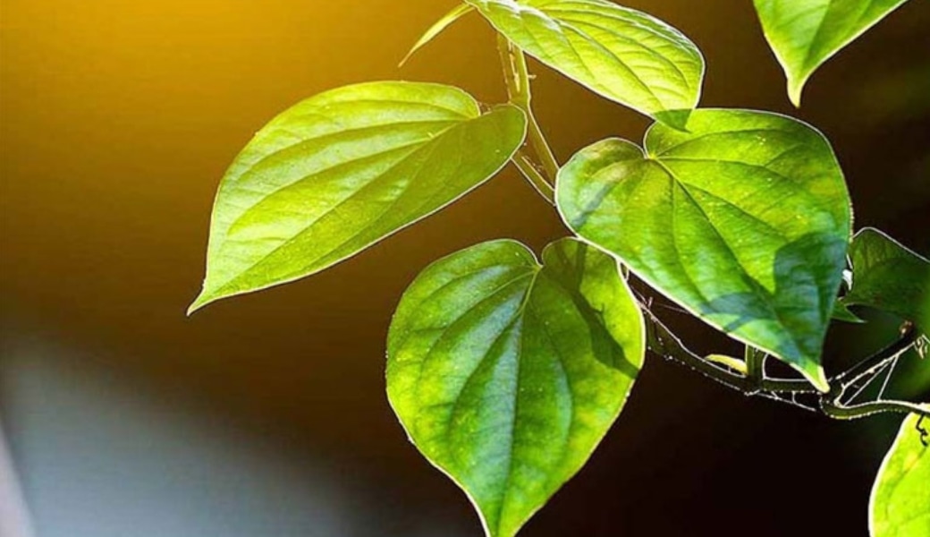 Lá trầu không là bài thuốc dân gian chữa bệnh trĩ hiệu quả