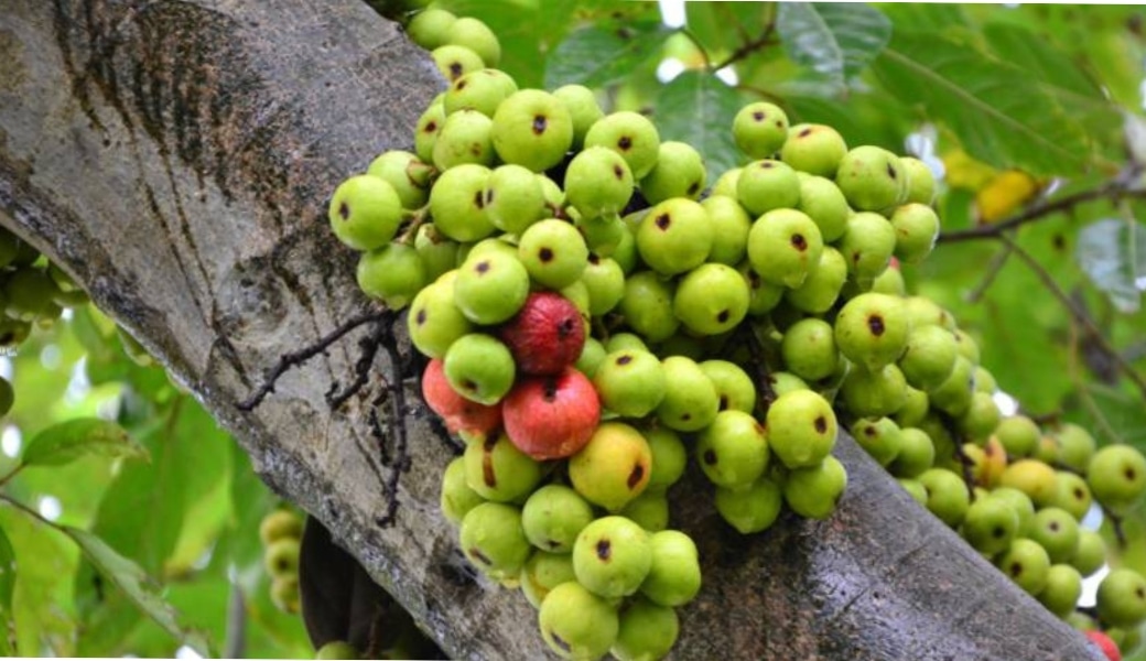 Lựa chọn quả sung để làm thuốc trị sỏi mật