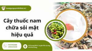 Mẹo sử dụng cây thuốc nam chữa sỏi mật an toàn bạn nên biết?