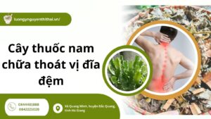 Những cây thuốc nam chữa thoát vị đĩa đệm hiệu quả - Bạn biết chưa?