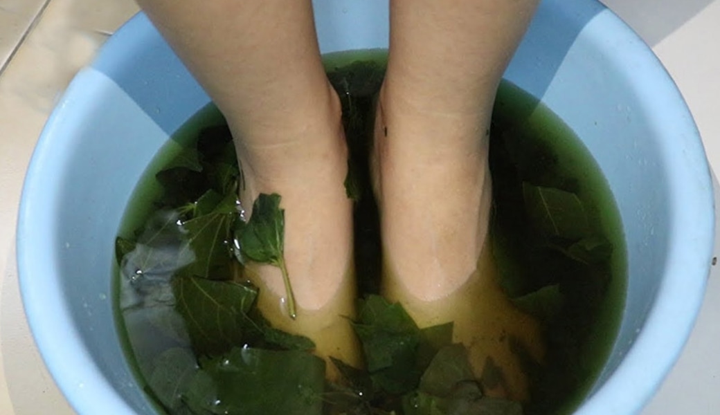 Nước lá lốt có đặc tính chống viêm, kháng khuẩn, giảm đau chứng gai xương