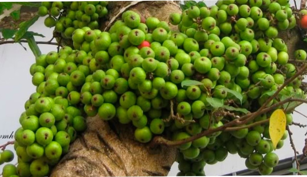 Quả sung giúp làm giảm các triệu chứng bệnh trĩ hiệu quả