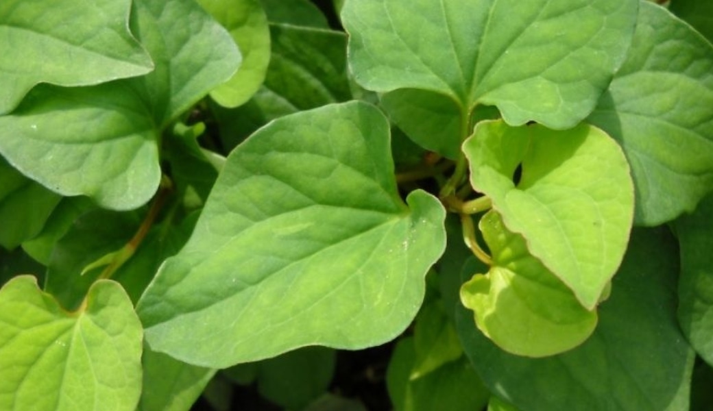 Rau diếp cá giúp cải thiện hệ tiêu hóa và làm dịu vết thương ở búi trĩ vô cùng tốt