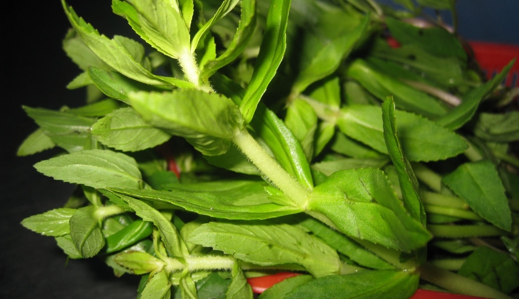 Rau ngổ giúp thanh nhiệt, tiêu độc, trị nóng gan và hỗ trợ chữa gan nhiễm mỡ