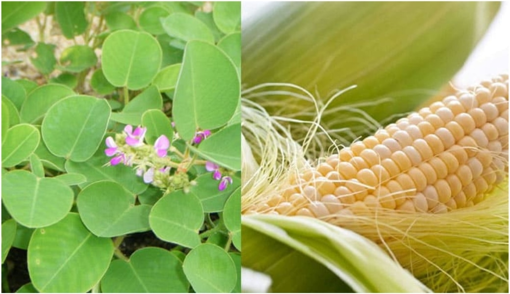 Râu ngô và Kim Tiền Thảo chữ chứng tiểu đêm hiệu quả