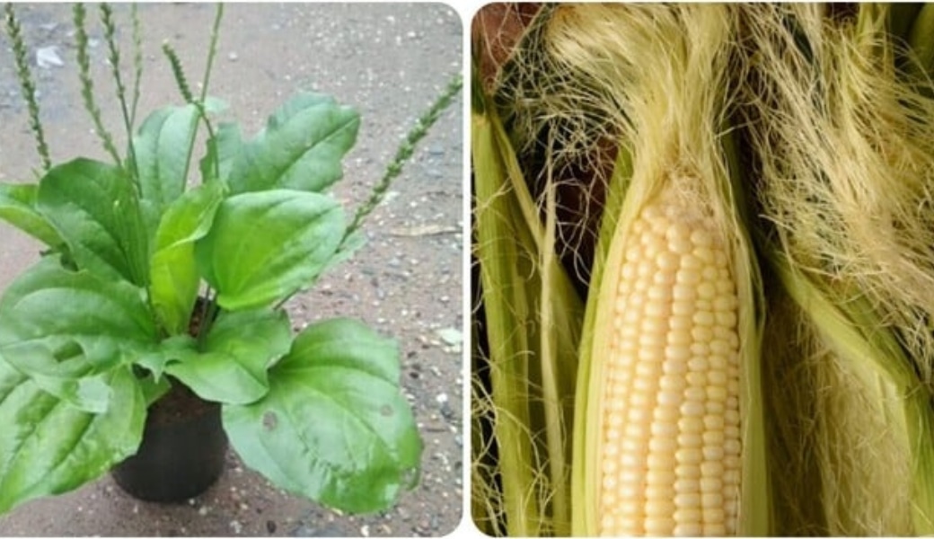 Râu ngô và mã đề là bài thuốc dân gian chữa tiểu ra máu được dân gian đánh giá cao