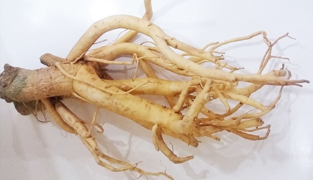 Rễ đinh lăng giúp giảm triệu chứng đau do gai cột sống gây ra