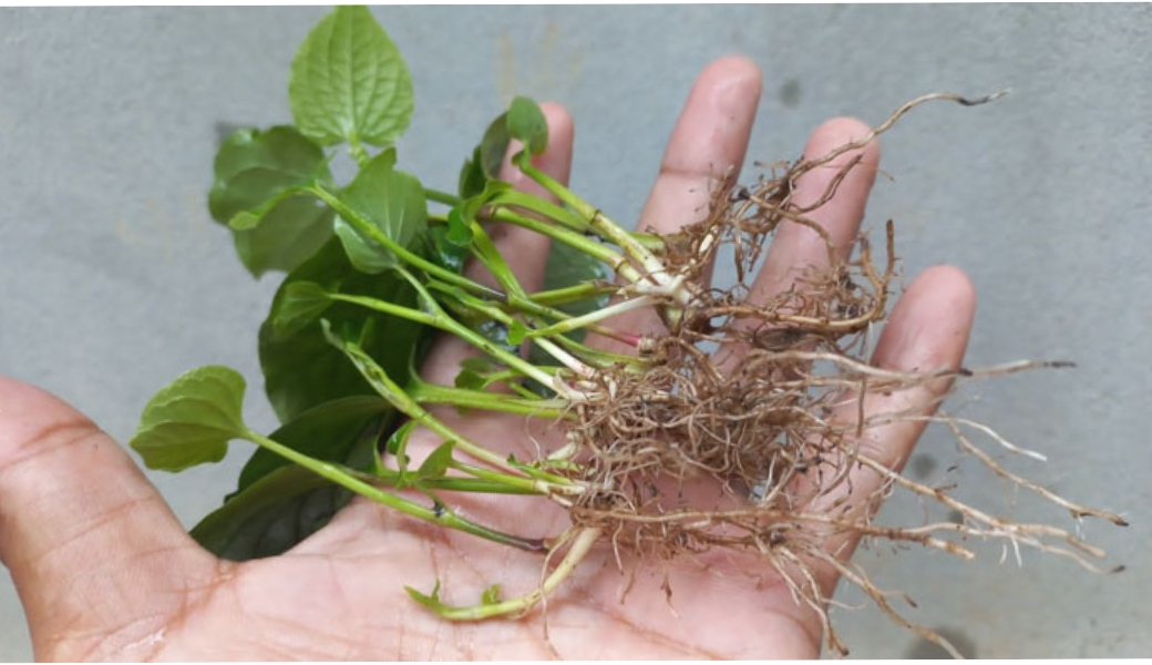 Rễ lá lốt trị đau thần kinh tọa được sử dụng để kiểm soát cơn đau, phục hồi tổn thương