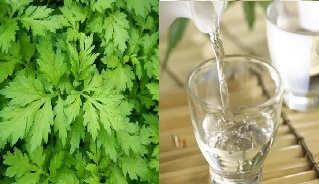 Rượu ngải cứu có tác dụng chống viêm, giảm đau và phục hồi tổn thương thần kinh hiệu quả